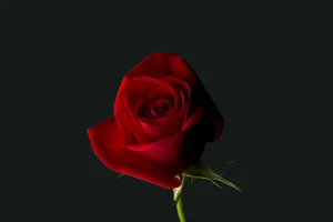 Roses Symbolizing Eternal Love And Passion On Valentines Day Wallpaper