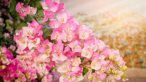 Rosy Bougainvillea Flowers Wallpaper