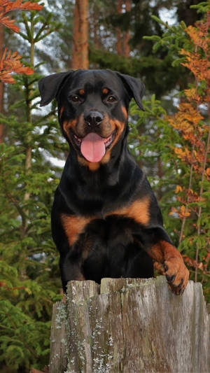 Rottweiler Dog Breed Wallpaper