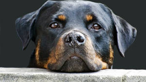 Rottweiler Dog Face Wallpaper