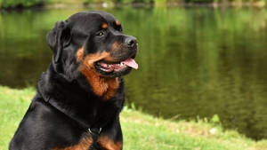 Rottweiler Dog On The Lake Wallpaper