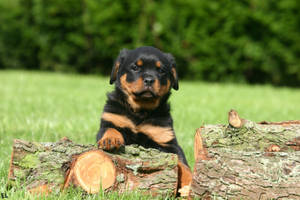 Rottweiler Puppy Outdoor Portrait Wallpaper