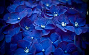 Royal Blue Hydrangea Blossoms Wallpaper