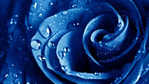 Royal Blue Rose Dew Drops Wallpaper