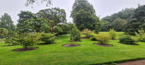 Royal Botanic Garden Edinburgh Greenery Wallpaper