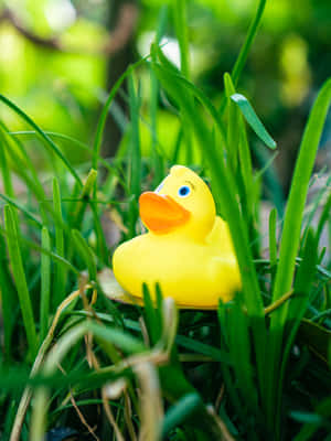 Rubber Duck In Green Grass.jpg Wallpaper