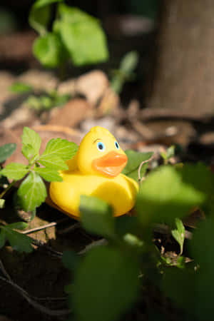 Rubber Duck In Nature.jpg Wallpaper