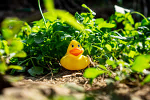 Rubber Duckyin Garden Wallpaper