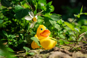 Rubber Duckyin Nature.jpg Wallpaper