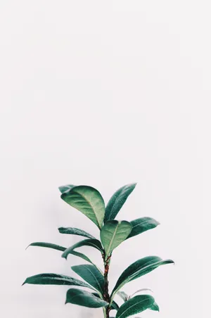 Rubber Plant Sage Green Aesthetic Wallpaper
