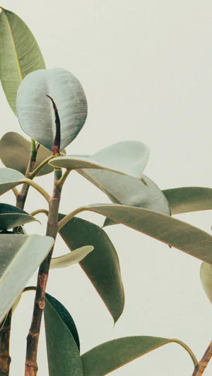 Rubber Tree Minimalist Plant Leaves Wallpaper