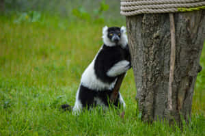 Ruffed Lemur Clinging To Tree Wallpaper