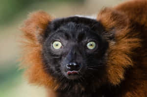 Ruffed Lemur Close Up Portrait Wallpaper