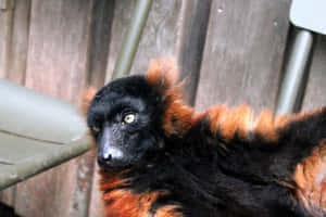 Ruffed Lemur Gazing Sideways Wallpaper