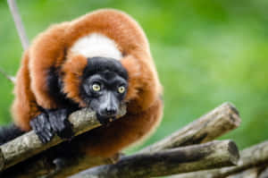 Ruffed Lemur On Branch Wallpaper