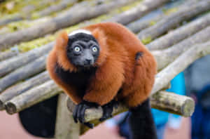 Ruffed Lemur On Perch Wallpaper