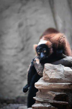 Ruffed Lemur On Rocks Wallpaper