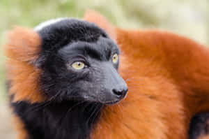 Ruffed Lemur Portrait Wallpaper