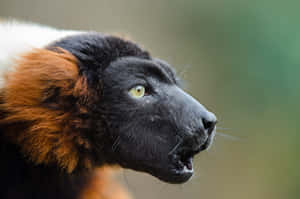 Ruffed Lemur Profile Portrait Wallpaper