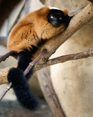 Ruffed Lemur Restingon Branch Wallpaper