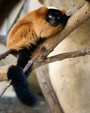 Ruffed Lemur Restingon Branch Wallpaper