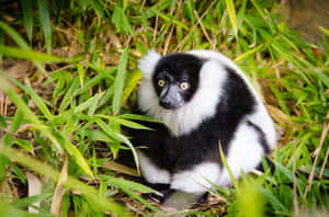 Ruffed Lemurin Green Foliage Wallpaper