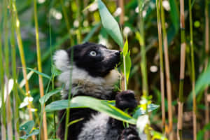 Ruffed Lemurin Green Foliage Wallpaper