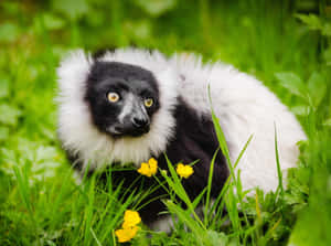 Ruffed Lemurin Green Grass Wallpaper