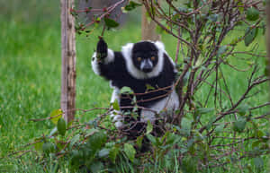 Ruffed Lemurin Greenery Wallpaper