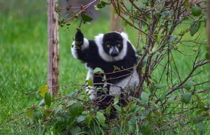 Ruffed Lemurin Greenery Wallpaper