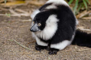 Ruffed Lemurin Natural Habitat Wallpaper