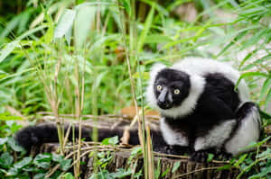 Ruffed Lemurin Natural Habitat.jpg Wallpaper