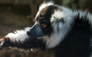 Ruffed Lemurin Sunlight Wallpaper