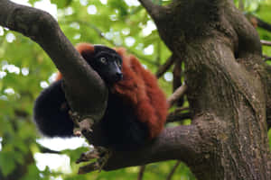 Ruffed Lemurin Tree Wallpaper