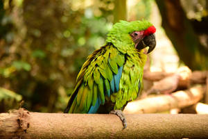 Ruffled Green Parrot Hd Wallpaper