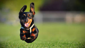 Running Dog Focus Photography Wallpaper