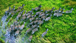 Running Zebra Aerial Angle Shot Wallpaper