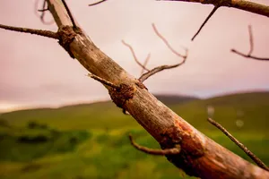 Rustic Branch Against Rolling Hills Wallpaper