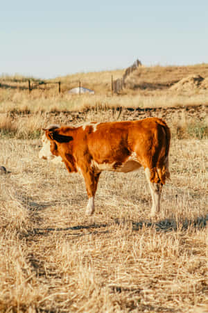 Rustic Brown Cowin Field.jpg Wallpaper