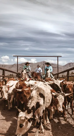 Rustic Cowboy Herding Cattle Wallpaper