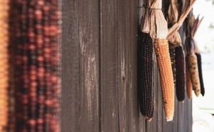 Rustic Fall Flint Corn Hanging Decoration Wallpaper