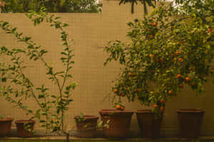 Rustic Garden Pots Orange Tree.jpg Wallpaper