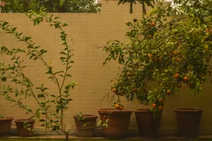 Rustic Garden Pots Orange Tree.jpg Wallpaper