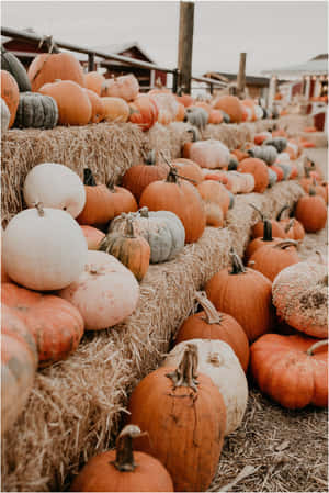 Rustic Pumpkin Harvest Display Wallpaper