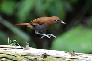 Rusty Brown_ Thrush_ In_ Mid_ Hop Wallpaper