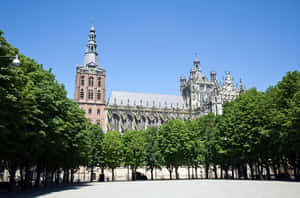 S Hertogenbosch Cathedral Sunny Day Wallpaper