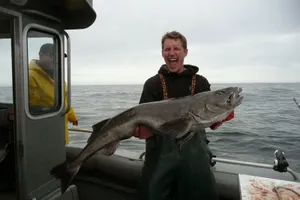 Sablefish Or Black Cod Swimming Underwater Wallpaper