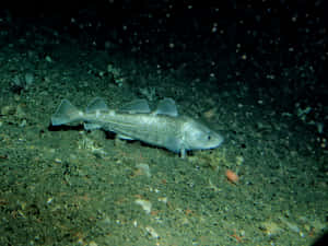 Sablefish Swimming Deep Sea Wallpaper