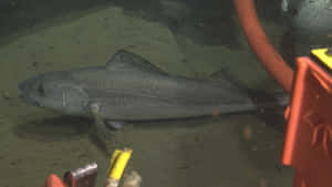 Sablefish Swimming Near Submersible Wallpaper