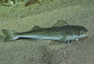 Sablefishon Sandy Seafloor.jpg Wallpaper